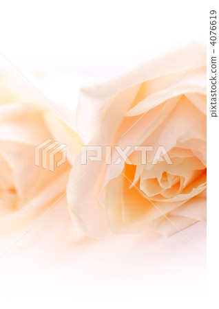 Delicate beige roses 4076619