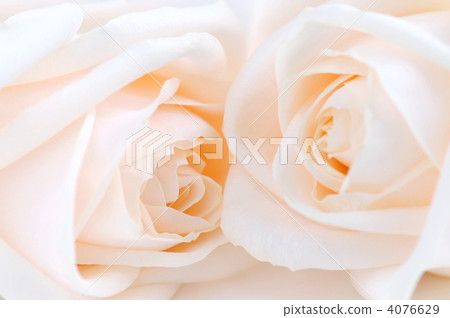 Beige roses 4076629