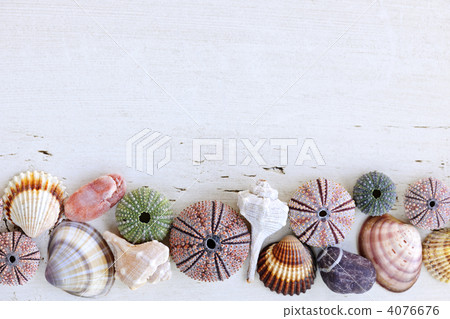 Background with seashells 4076676