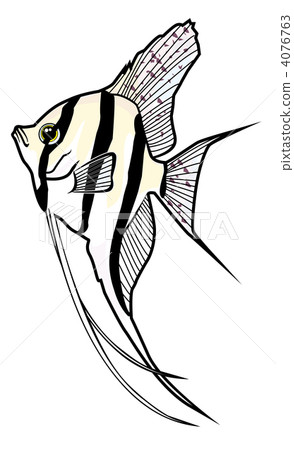 arutamu angel, angel fish, illustration 4076763