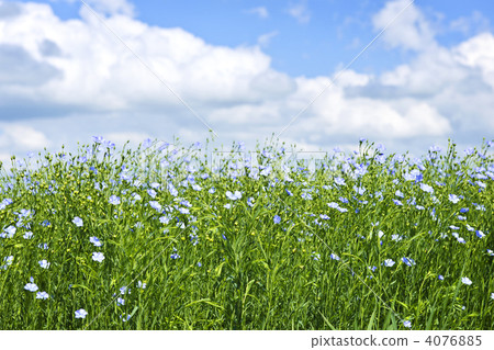 Blooming flax field Blooming flax field 4076885