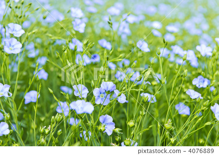 Blooming flax 4076889