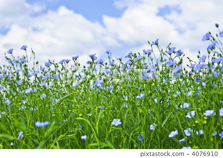 Blooming flax field 4076910
