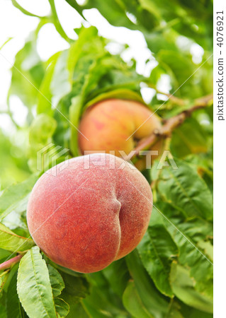 Peaches on tree Peaches on tree 4076921