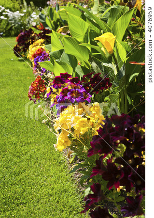 Colorful garden flowers Colorful garden flowers 4076959