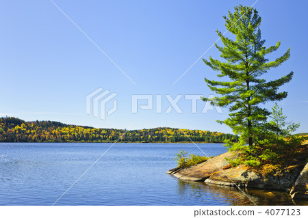 Pine tree at lake shore Pine tree at lake shore 4077123