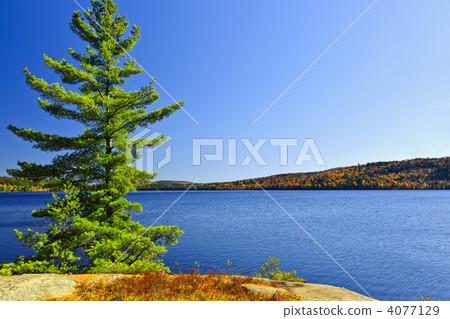 Pine tree at lake shore 4077129
