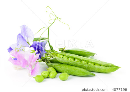 Pods of peas and sweet pea flowers Pods of peas and sweet pea flowers 4077196