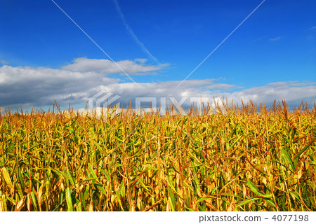 Corn field Corn field 4077198