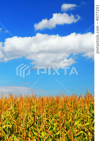 Corn field Corn field 4077201