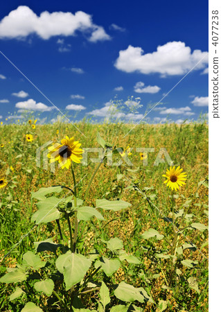 Sunflowers in prairie Sunflowers in prairie 4077238