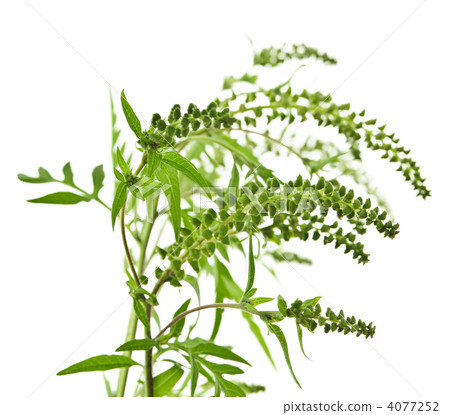 Ragweed plant 4077252