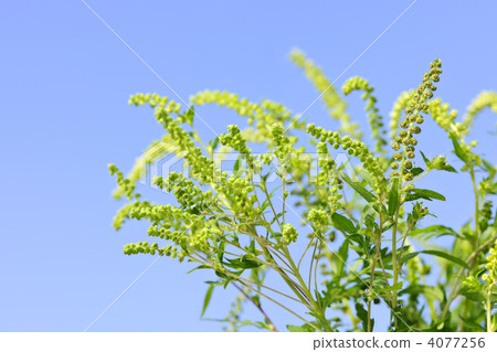Ragweed plant Ragweed plant 4077256