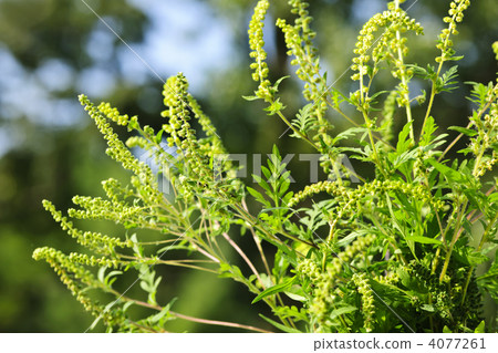Ragweed plant Ragweed plant 4077261