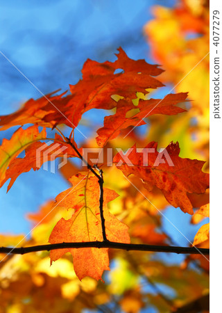 Fall oak leaves 4077279