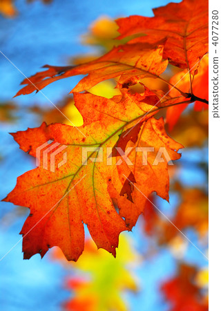 Fall oak leaves 4077280
