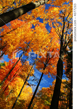 Autumn forest 4077283