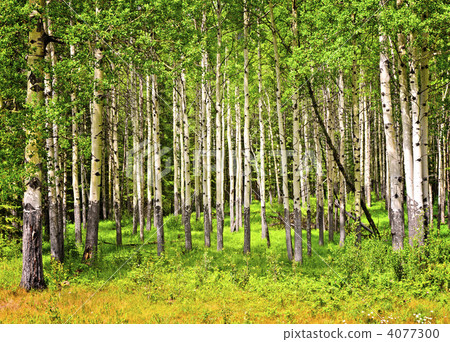 Aspen trees in Banff National park 4077300