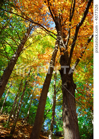 Fall forest 4077326