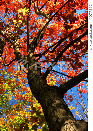 Autumn maple tree 4077332