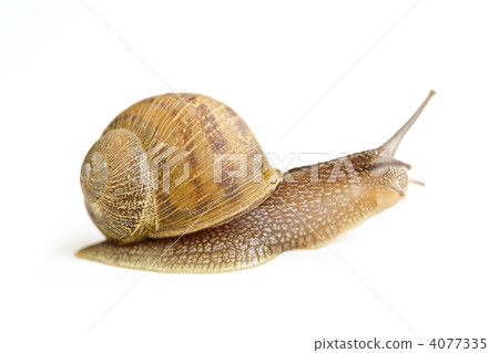 Snail crawling forward 4077335