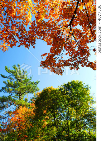 Autumn trees 4077336