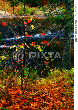 Fall forest and river 4077342