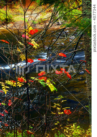 Fall forest and river 4077344