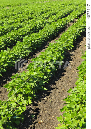 Rows of soy plants in a field 4077347