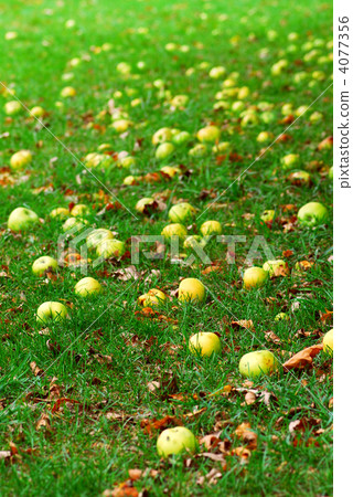 Fallen apples Fallen apples 4077356
