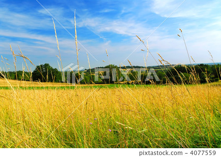 Country meadow landscape Country meadow landscape 4077559