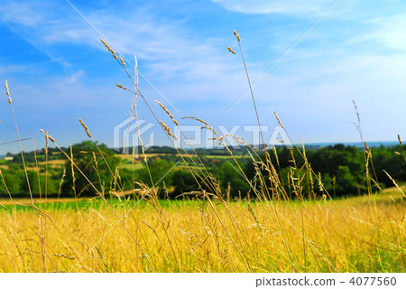Country meadow landscape Country meadow landscape 4077560