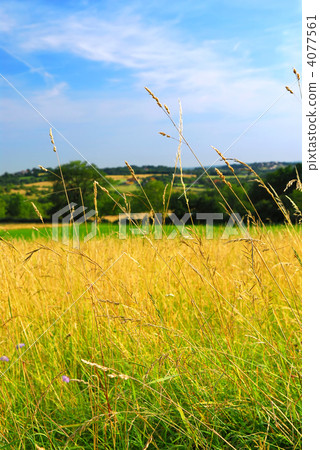 Country meadow landscape Country meadow landscape 4077561