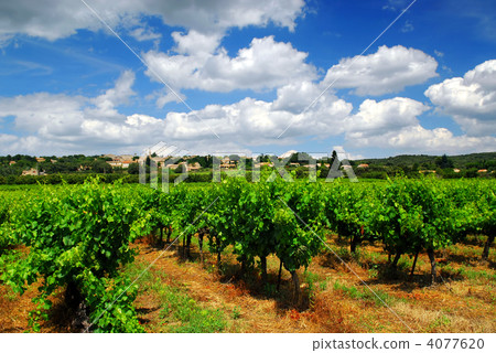 Vineyard in french countryside 4077620