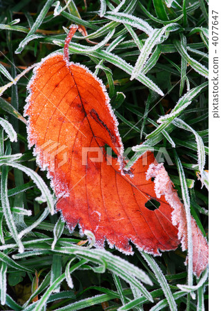 Frosty leaf Frosty leaf 4077647
