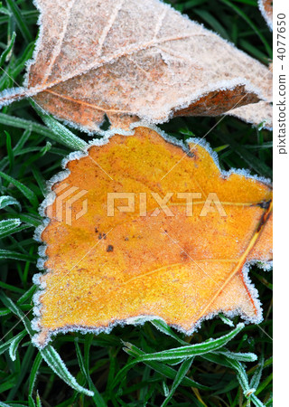 Frosty leaves 4077650