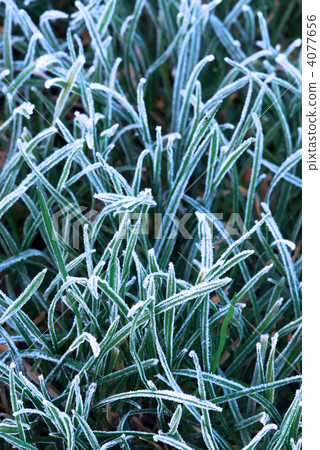 Frosty grass 4077656