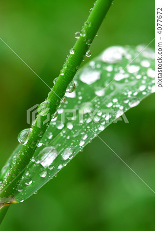 Raindrops on grass 4077672
