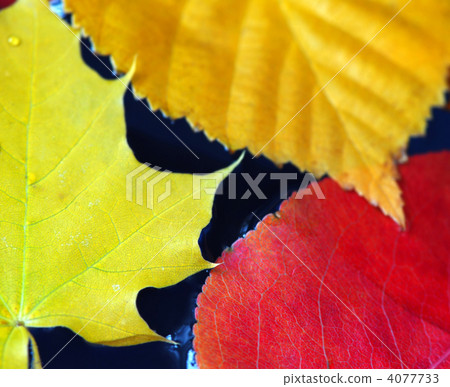 foliage, leaf, leafs 4077733
