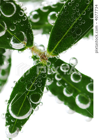 Green leaves in water Green leaves in water 4077734