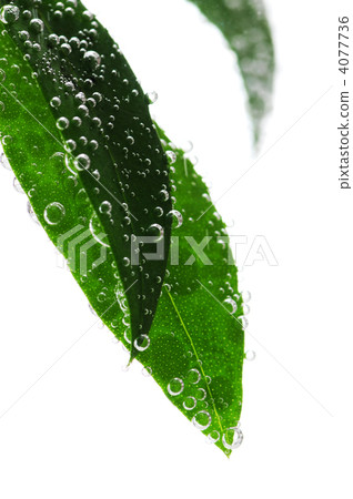 Green leaves in water Green leaves in water 4077736