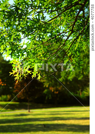 Green tree branch 4077788