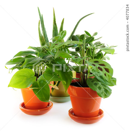 Assorted houseplants Assorted houseplants 4077834