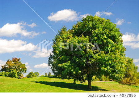 Summer landscape Summer landscape 4077896
