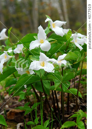 White Trillium 4077919