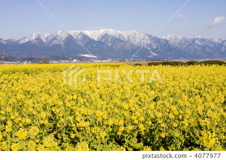 Rape blossoms along Lake Biwa Rape blossoms along Lake Biwa 4077977