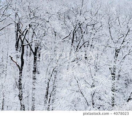 Winter forest Winter forest 4078023