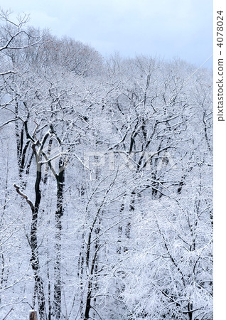 Winter forest Winter forest 4078024