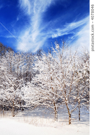 Winter forest 4078046