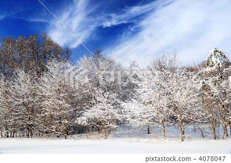 Winter forest 4078047